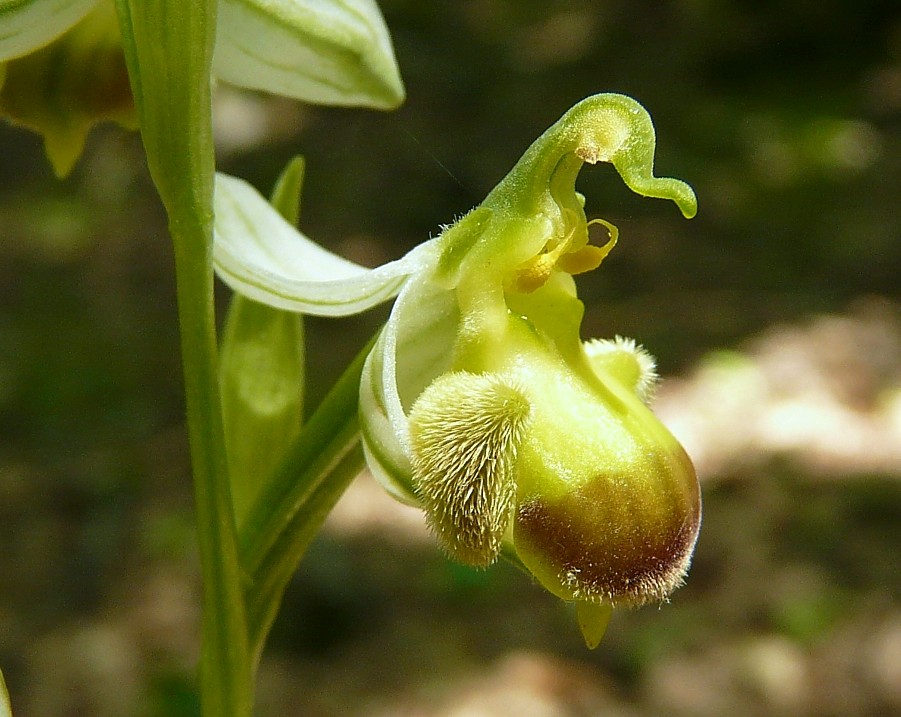 Ophrys apifera bicolor....